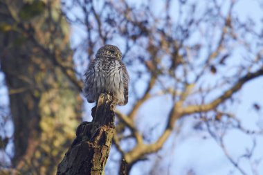 Avrasya cüce baykuş (Glaucidium passerinum)