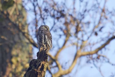 Avrasya cüce baykuş (Glaucidium passerinum)