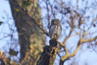 Avrasya cüce baykuş (Glaucidium passerinum)