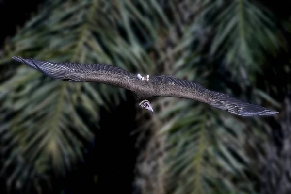 Kukuletalı akbabası (necrosyrtes monachus) — Stok fotoğraf