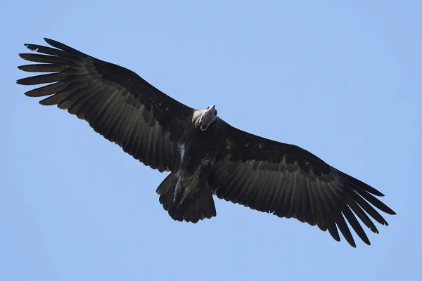 Kukuletalı akbabası (necrosyrtes monachus) — Stok fotoğraf