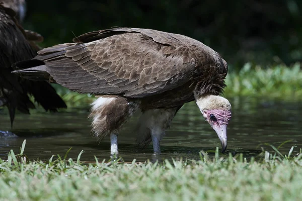 Hooded vulture (Necrosyrtes monachus) — Stock Photo, Image