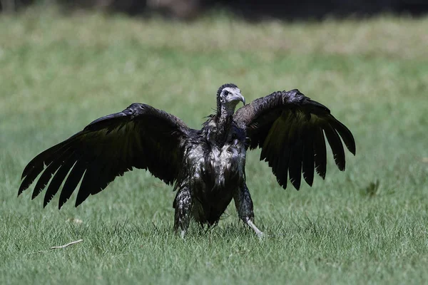 Hooded vulture (Necrosyrtes monachus) — Stock Photo, Image