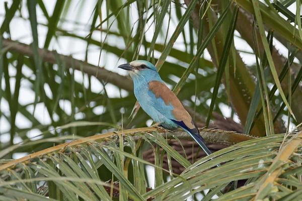 Abyssinian roller (Coracias abyssinicus) — Stock Photo, Image