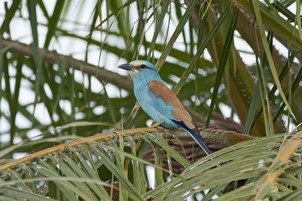 Абиссинский ролик (Coracias abyssinicus ) — стоковое фото