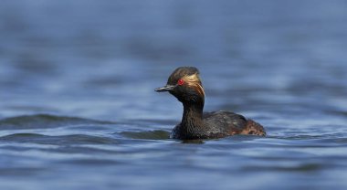 kara boyunlu batağan (podiceps nigricollis)