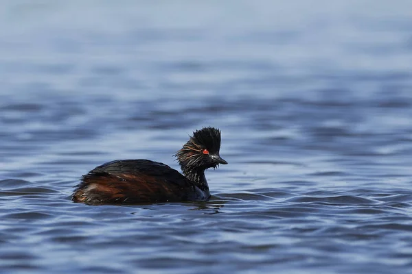 Zwarte Rondbodemkolf fuut (podiceps nigricollis) — Stockfoto