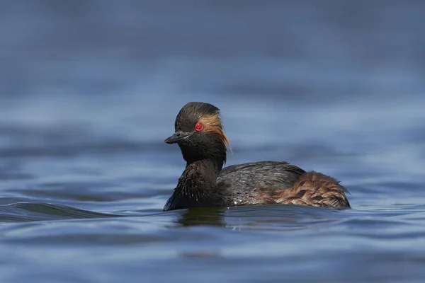 Grebe-de-pescoço-preto (Podiceps nigricollis ) — Fotografia de Stock