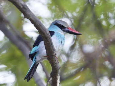 gri başlı yalıçapkını (halcyon leucocephala)
