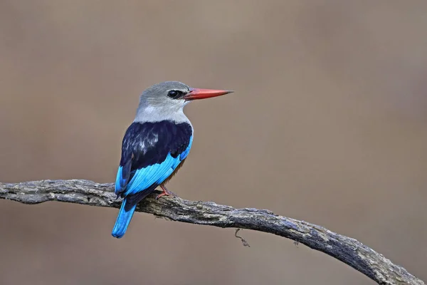 Grijs-headed kingfisher (halcyon leucocephala) — Stockfoto