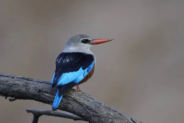 Šedovlasý kingfisher (halcyon leucocephala) — Stock fotografie