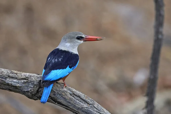 Gråhuvad kungsfiskare (halcyon leucocephala) — Stockfoto