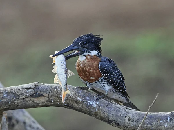 Eisvogel (Megaceryle maxima)) — Stockfoto