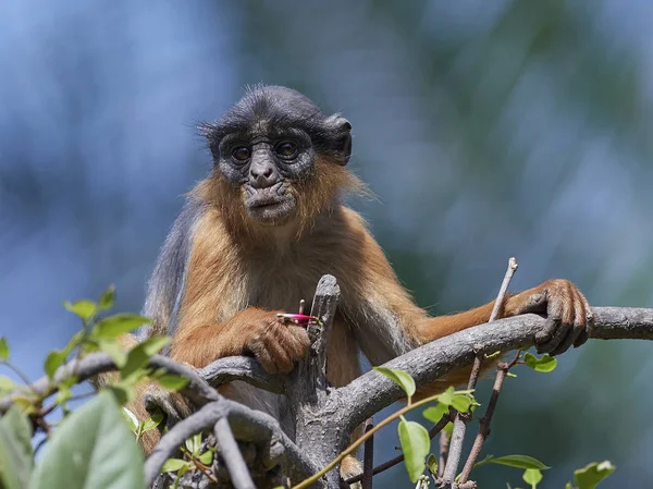 Colobo rosso occidentale (Piliocolobus badius ) — Foto Stock