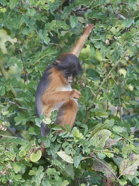 Gereza Ruda (Piliocolobus badius) — Zdjęcie stockowe