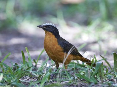 Beyaz tepeli robin-sohbet (Cossypha albicapilla)