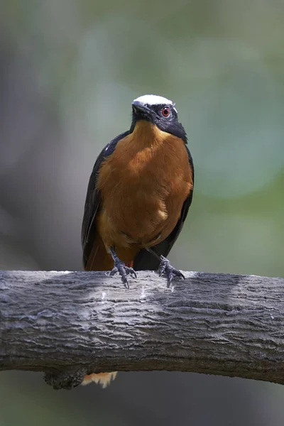 Weißkronen-Rotkehlchen (cossypha albicapilla)) — Stockfoto