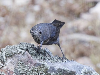 Mavi kaya ardıç kuşu (Monticola 