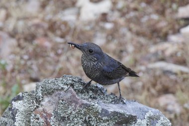 Mavi kaya ardıç kuşu (Monticola 