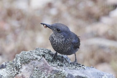 Mavi kaya ardıç kuşu (Monticola solitarius)