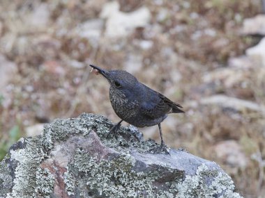 Mavi kaya ardıç kuşu (Monticola 