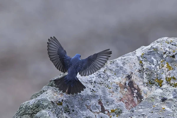 Mavi Rock-ardıç kuşu (Monticola solitarius) — Stok fotoğraf