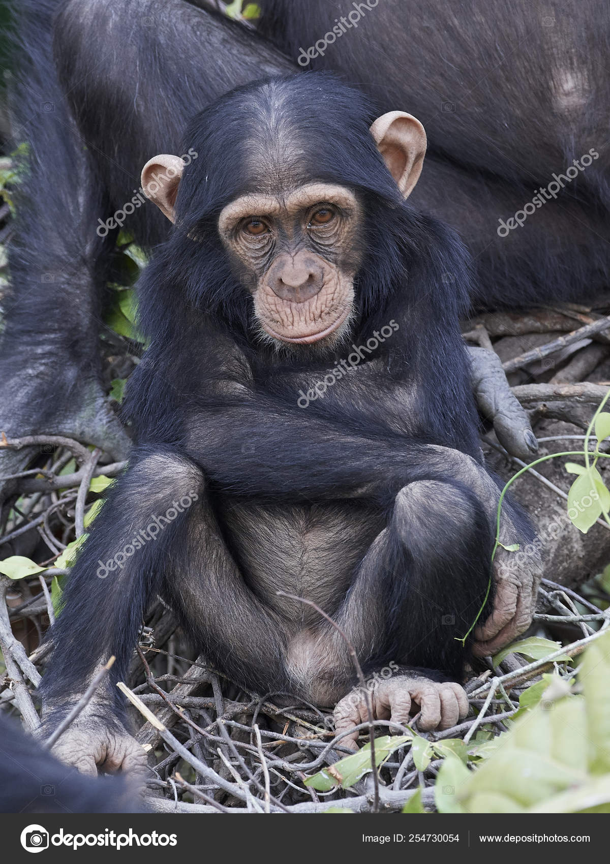 Fotos de Chimpanzé comum, Imagens de Chimpanzé comum sem royalties