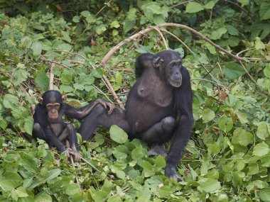 Şempanze (Pan troglodytes)