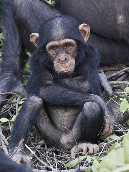 Chimpanzee (Pan troglodytes) — Stock Photo, Image