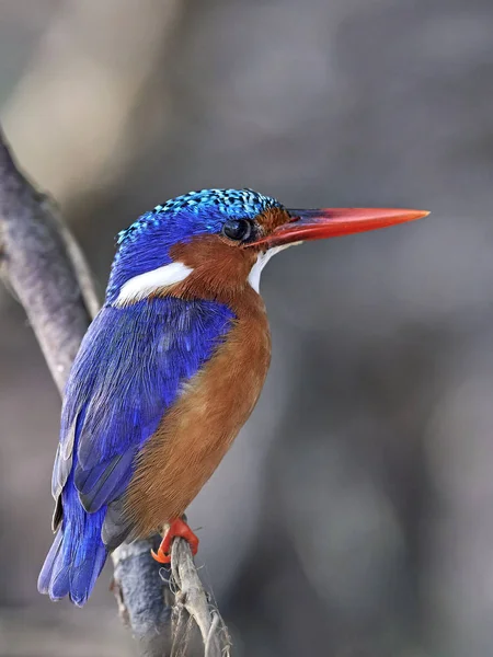 Malachite Ledňáček (corythornis cristatus) — Stock fotografie