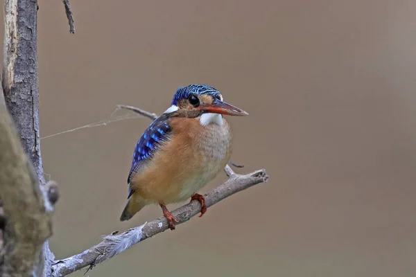 MALACHITE kungsfiskare (Corythornis cristatus) — Stockfoto