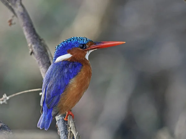 MALACHITE kungsfiskare (Corythornis cristatus) — Stockfoto