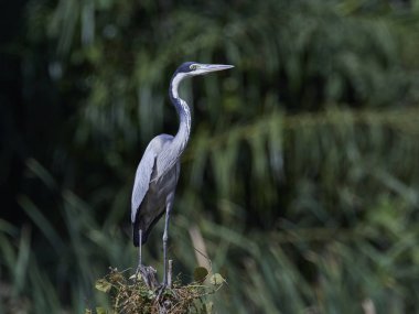 Siyah başlı balıkçıl (Ardea melanocephala)