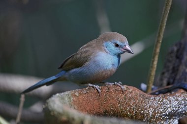 Kırmızı yanaklı kordon-bleu (Uraeginthus bengalus