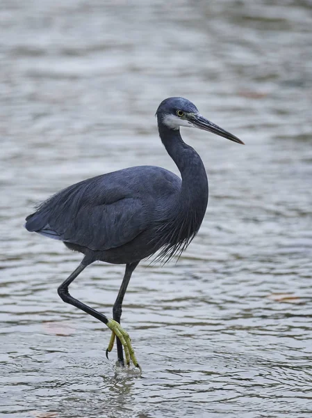 Західний риф Герон (Egretta gularis) — стокове фото