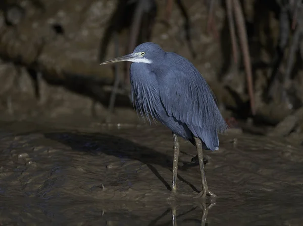 Westriffreiher Egretta Gularis — Stockfoto