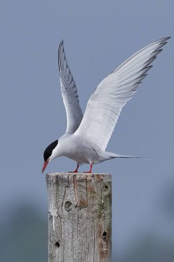 Kuzey Kutup sumrusu (Sterna paradisaea)