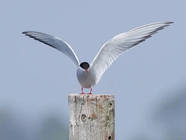 Arctic Tern (парадигма) ) — стоковое фото