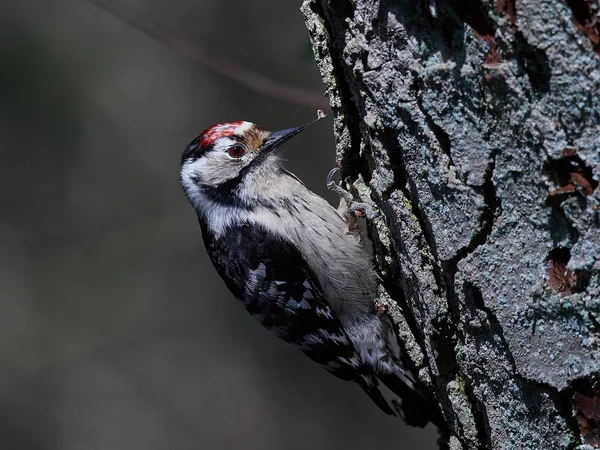 Pájaro carpintero con manchas menores (Dryobates minor) —  Fotos de Stock