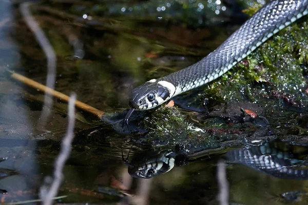 Serpente de erva (Natrix natrix) — Fotografia de Stock