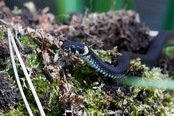 Grass snake (Natrix natrix) — Stock Photo, Image