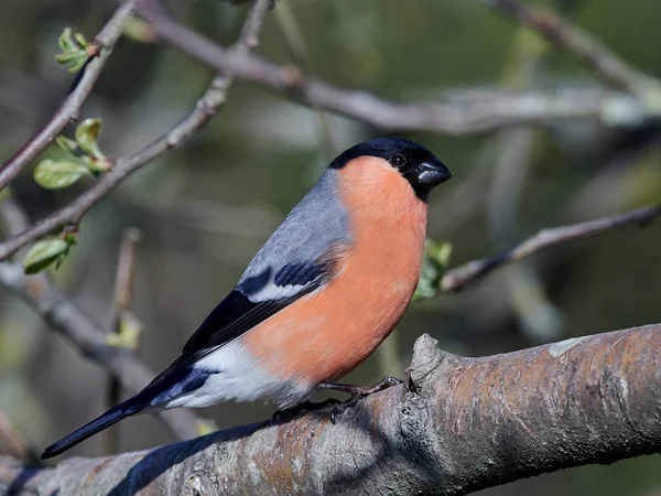 Euraziatische vink (Pyrrhula pyrrhula)) — Stockfoto