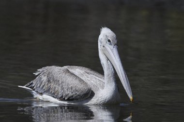 Pembe sırtlı Pelikan (Pelecanus rufescens)