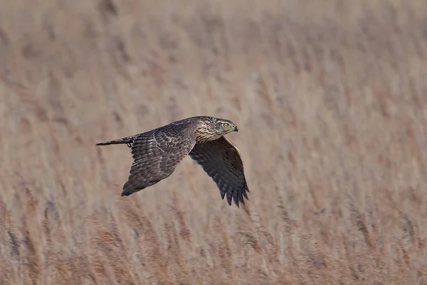 Βόρειο Goshawk (Accipiter gentilis) — Φωτογραφία Αρχείου