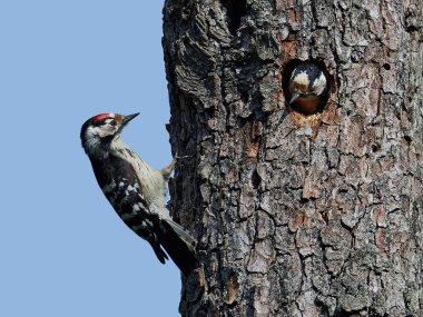 daha az benekli ağaçkakan (Dryobates minör)