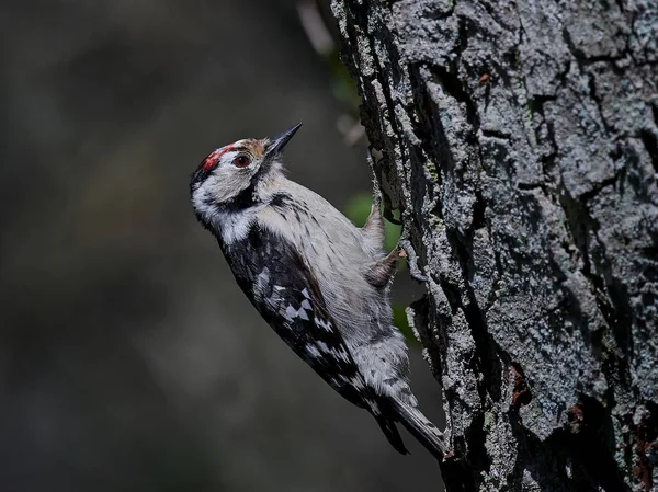 Pájaro carpintero con manchas menores (Dryobates minor) — Foto de Stock