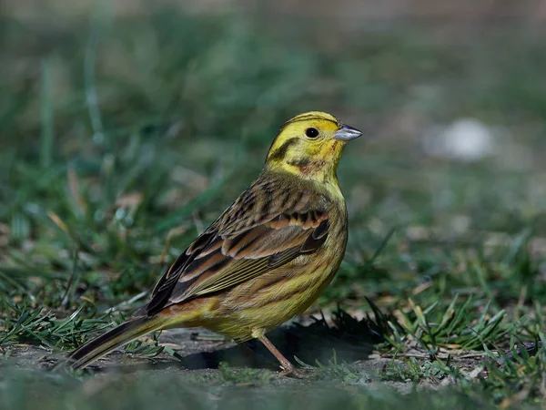 Escribano cerillo (Emberiza citrinella) — Foto de Stock