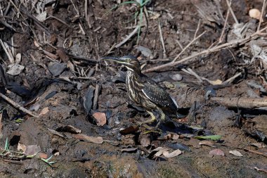 Çizgili balıkçıl (Butorides striata)