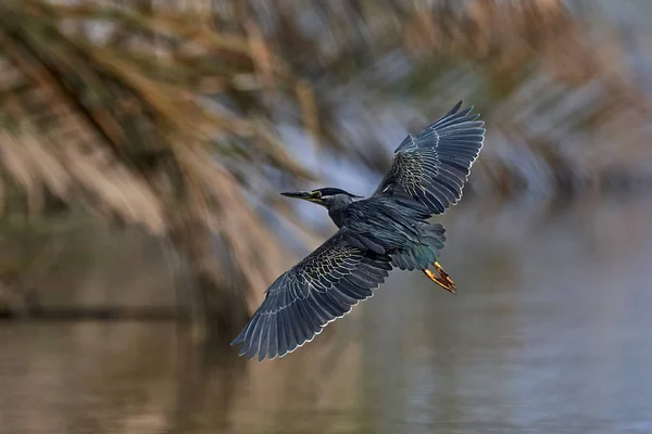 Garza estriada (Butorides striata) — Foto de Stock