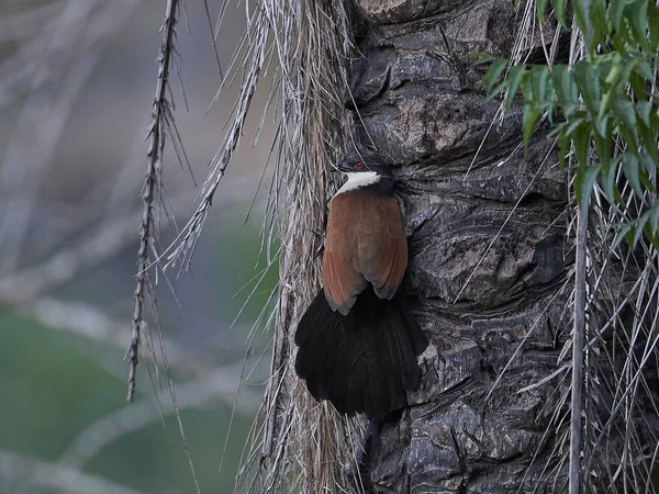 Senegal Kukal czarnolicy (Centropus senegalensis) — Zdjęcie stockowe